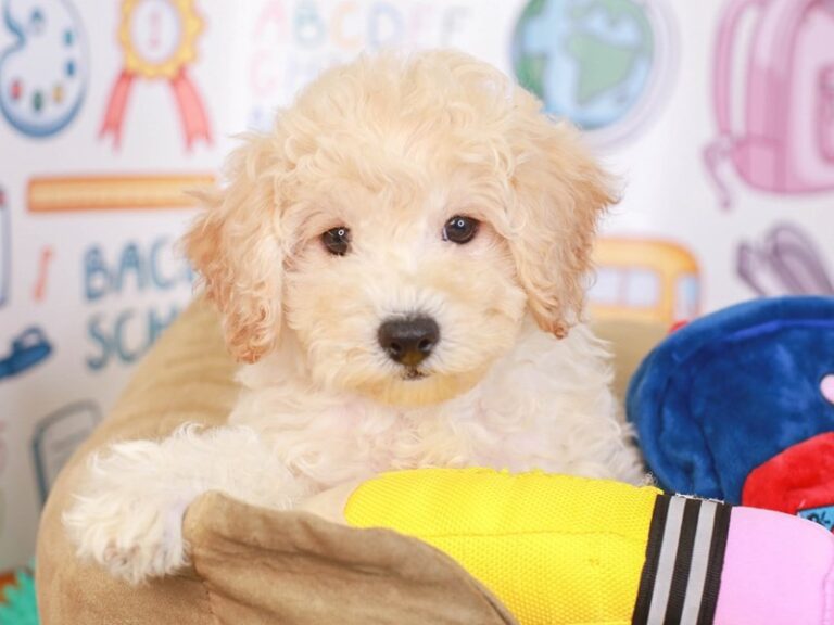 Poochon