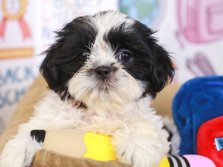 Shih Tzu