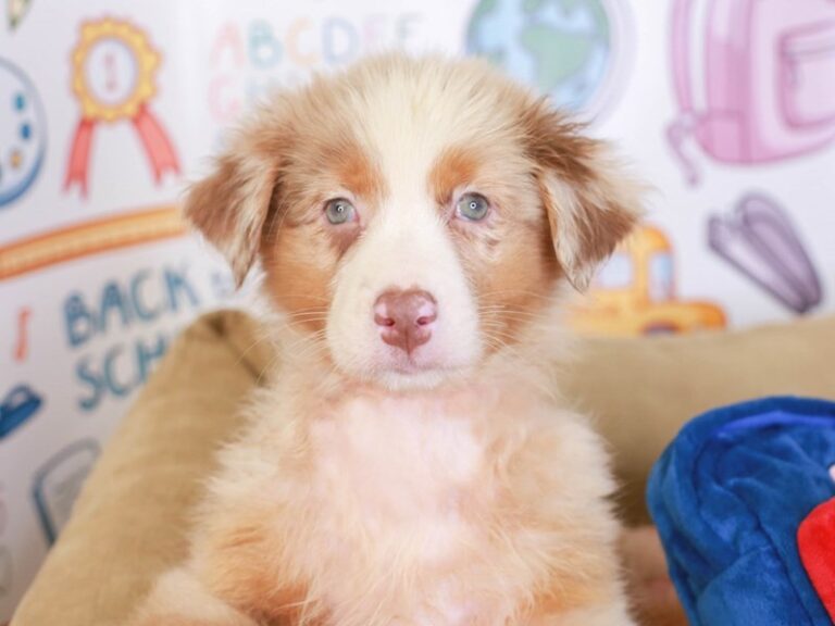 Australian Shepherd