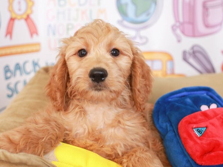 Goldendoodle