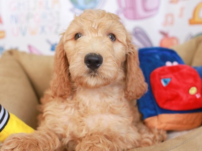Goldendoodle