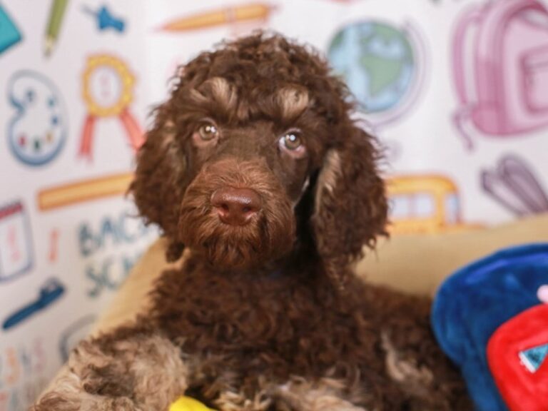 Standard Poodle