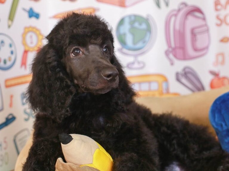 Standard Poodle
