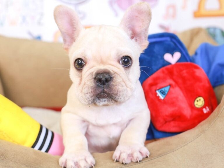 French Bulldog