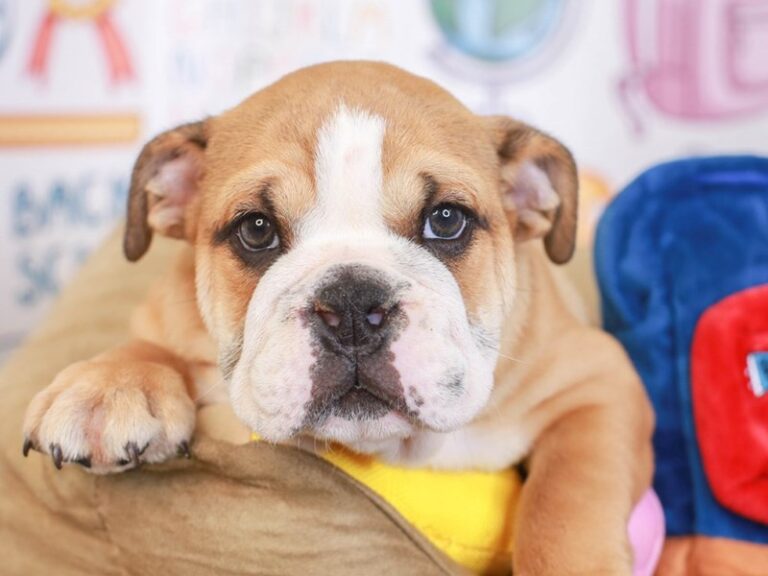 English Bulldog