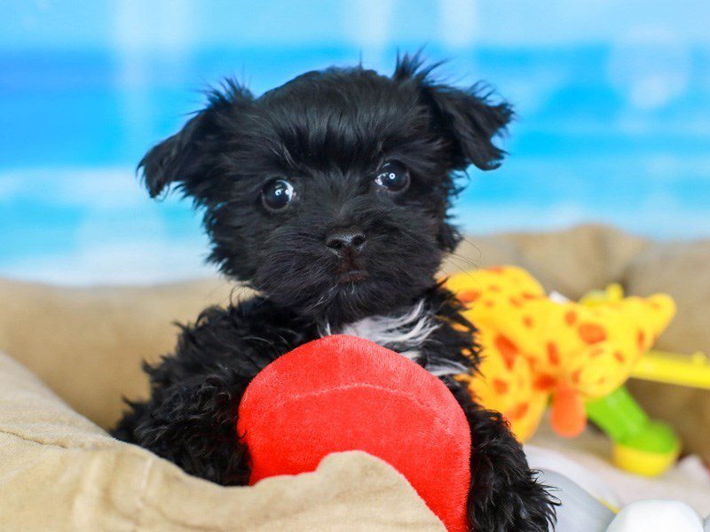 Yoranian-Male-blk-3211603-Animal Kingdom | Puppies N Love