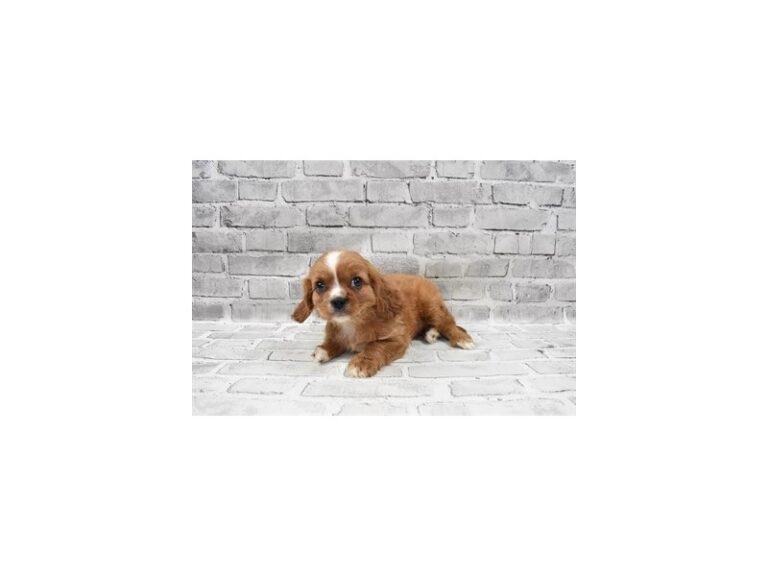 Cavalier King Charles Spaniel