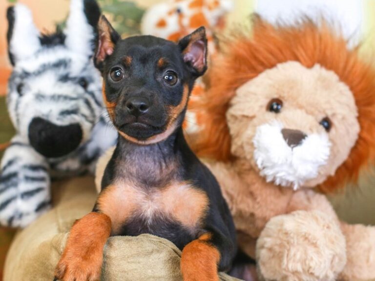Mini Pinscher