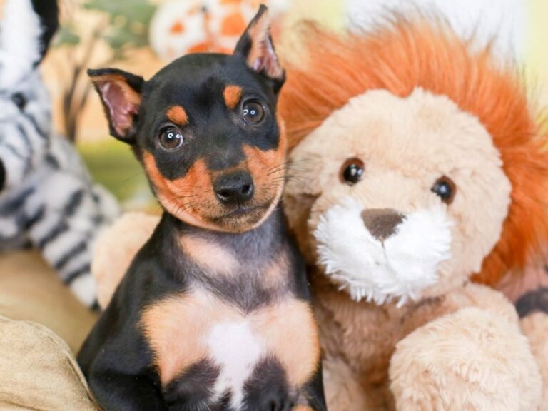 Mini Pinscher