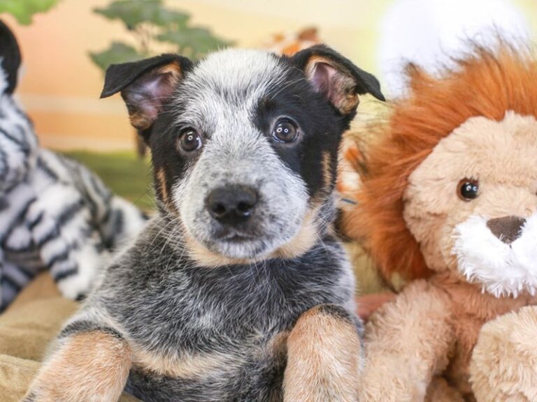 Blue Heeler
