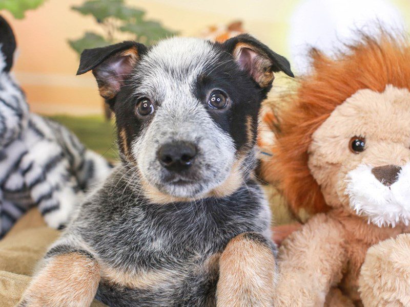 Blue Heeler-Male-blue-3260160-Animal Kingdom | Puppies N Love