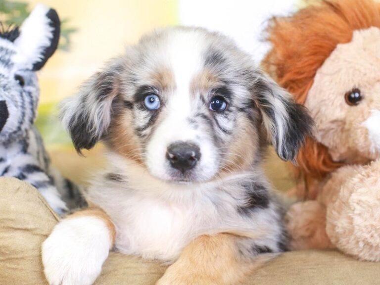 Mini Aussie