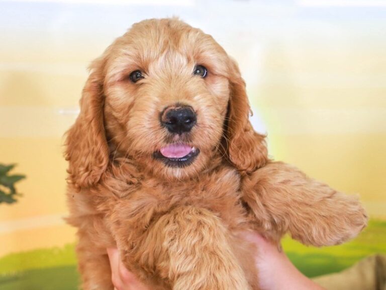 Mini Goldendoodle