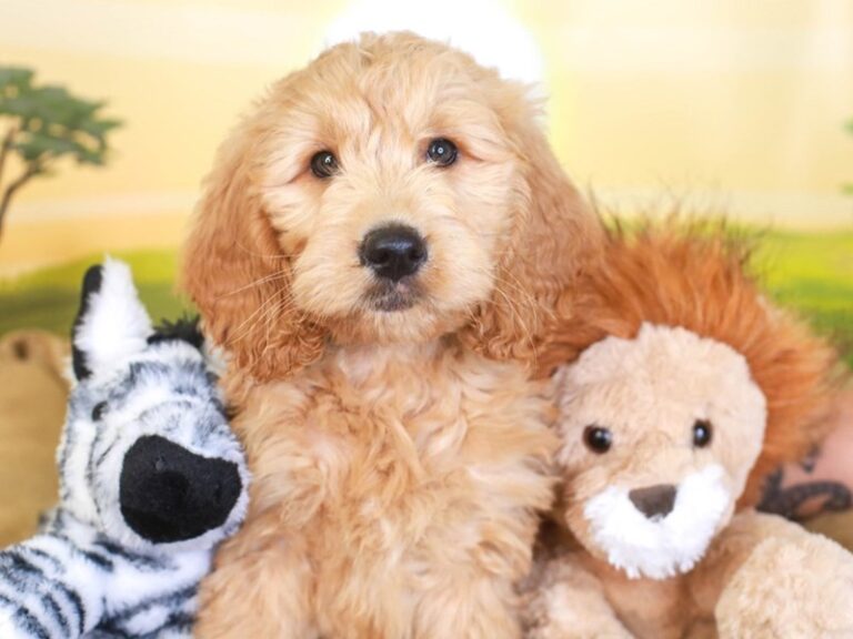 Mini Goldendoodle