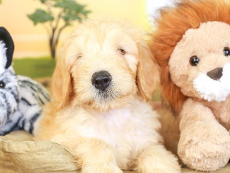 Goldendoodle