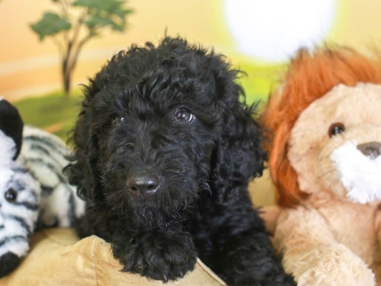 Goldendoodle
