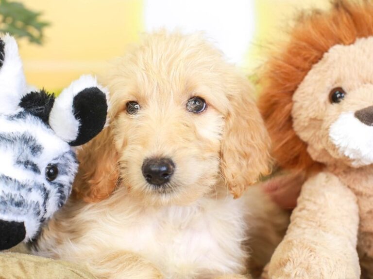 Goldendoodle
