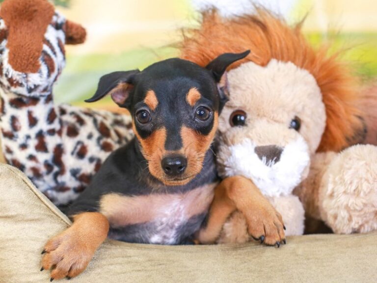 Mini Pinscher