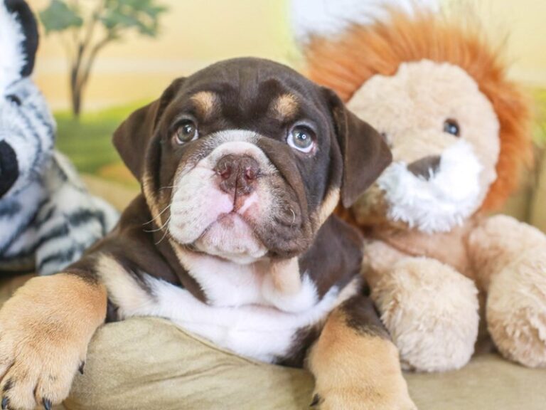 English Bulldog