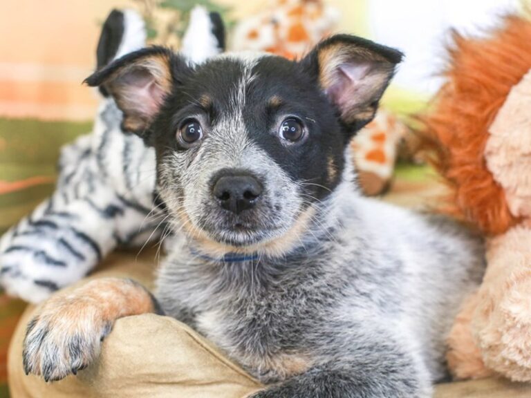 Blue Heeler