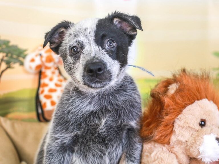 Blue Heeler
