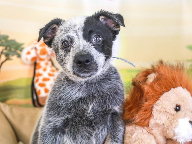 Blue Heeler-Male-blue-3260162-Animal Kingdom | Puppies N Love