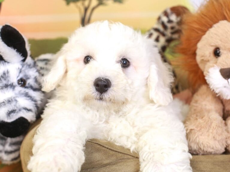 Bichon Frise