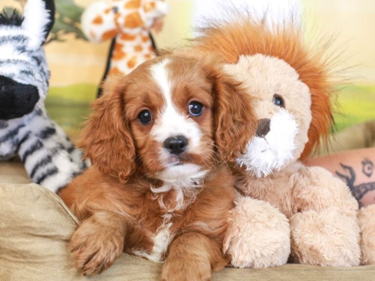 Cavapoo
