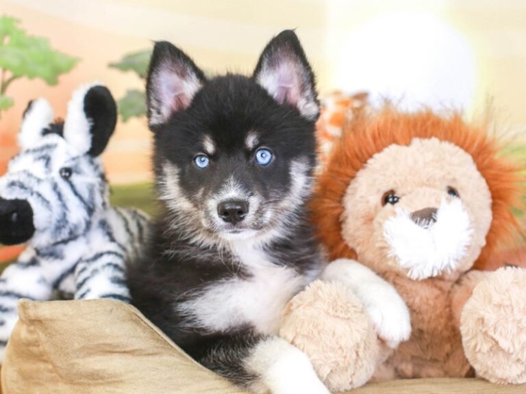 Pomsky