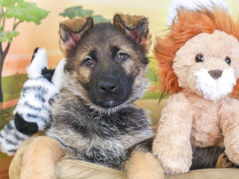 German Shepherd