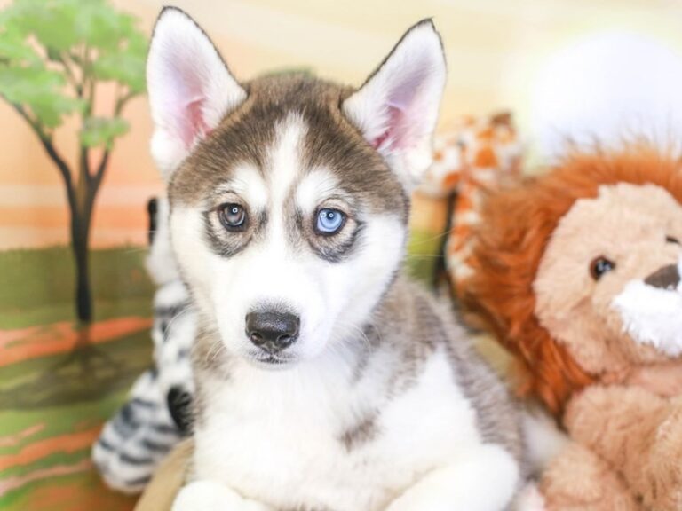 Siberian Husky