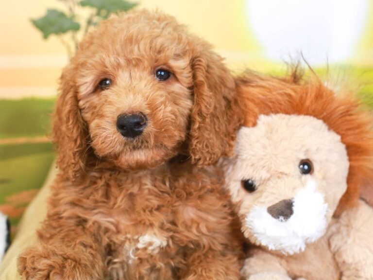 Mini Goldendoodle