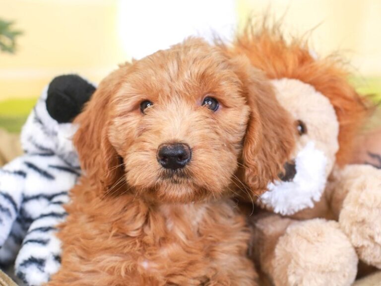 Mini Goldendoodle