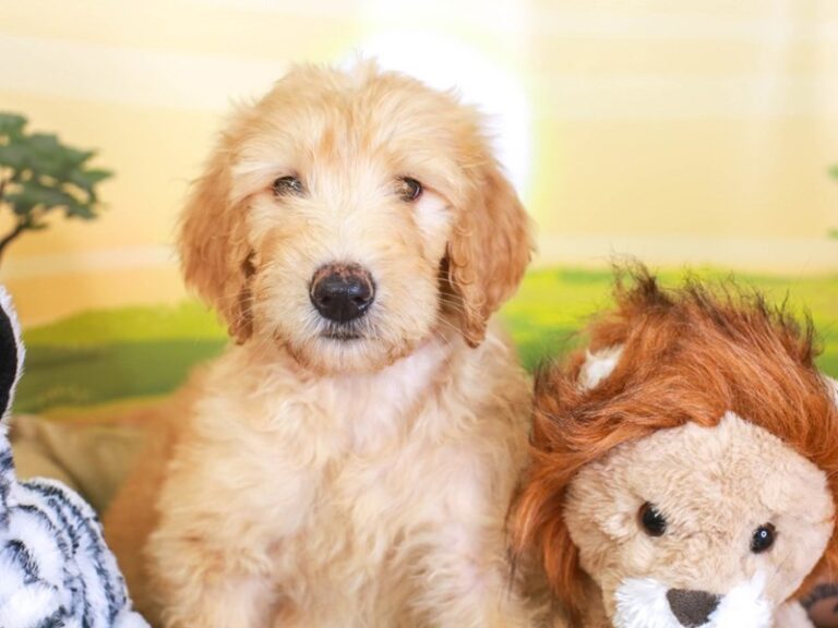 Goldendoodle