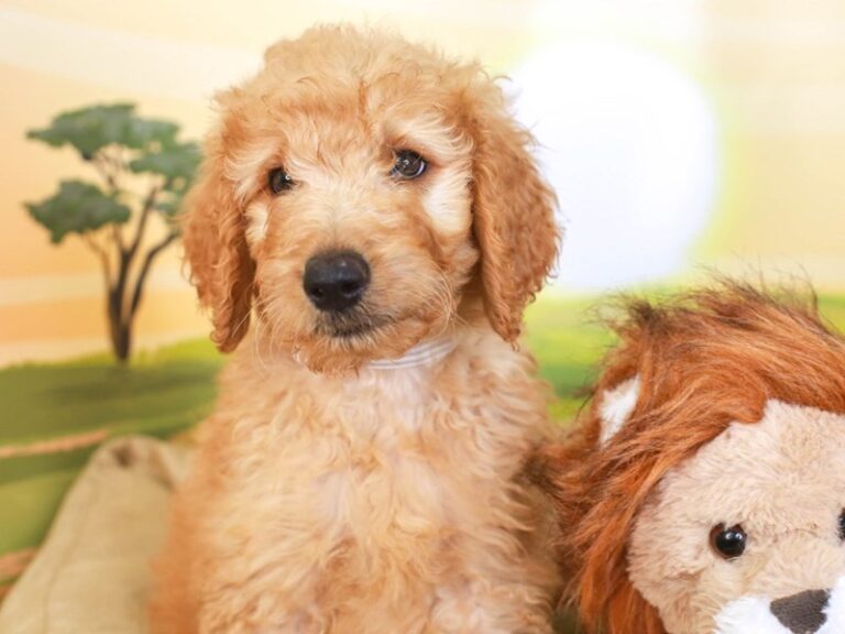Goldendoodle