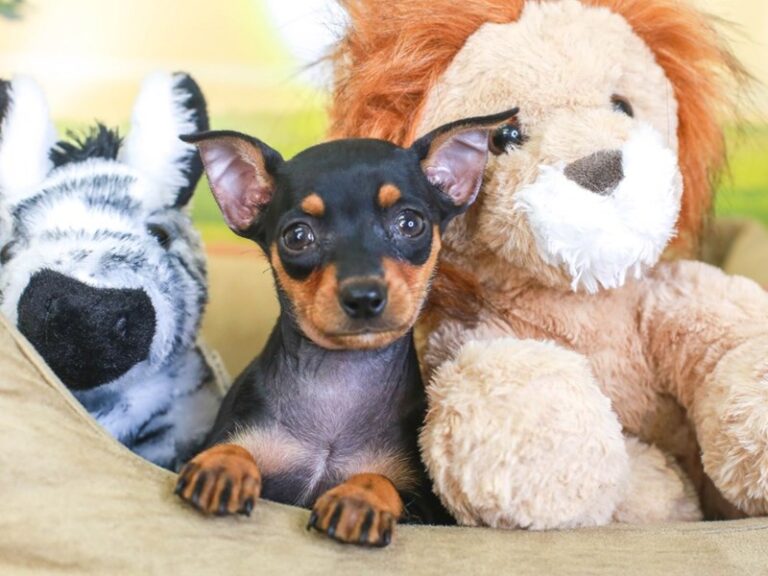 Mini Pinscher