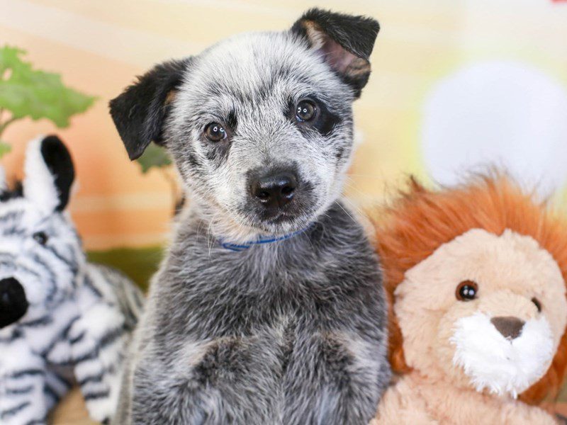 Blue Heeler-Male-blue-3260158-Animal Kingdom | Puppies N Love