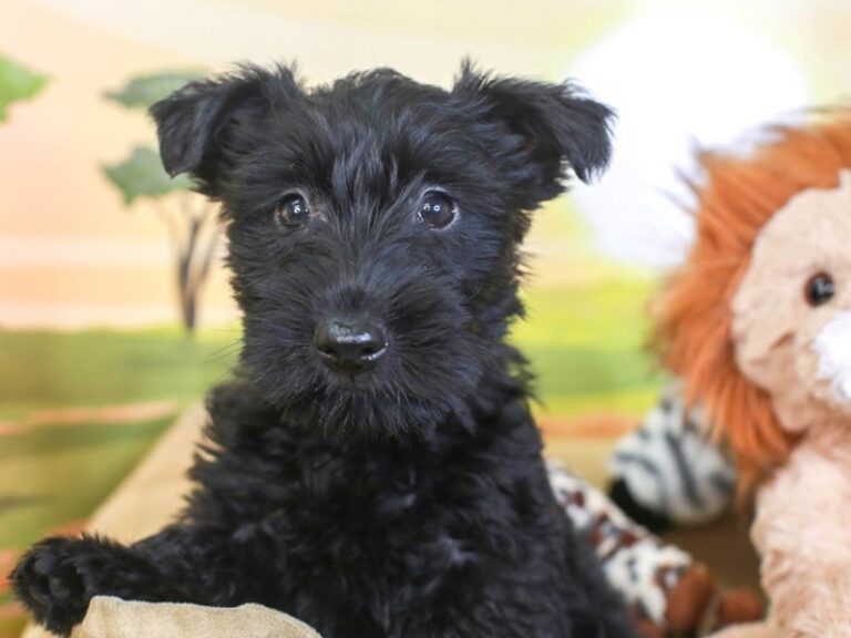 Scottish Terrier