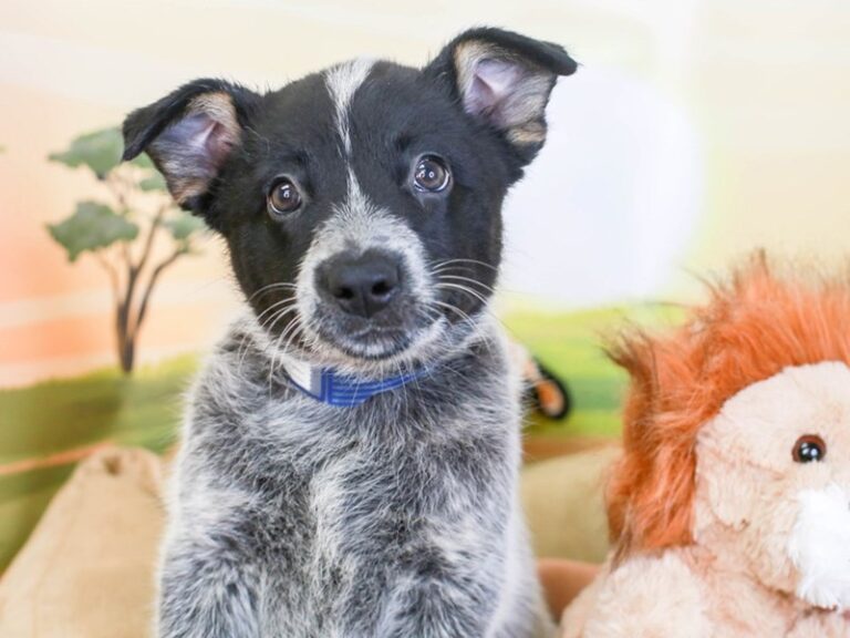 Blue Heeler
