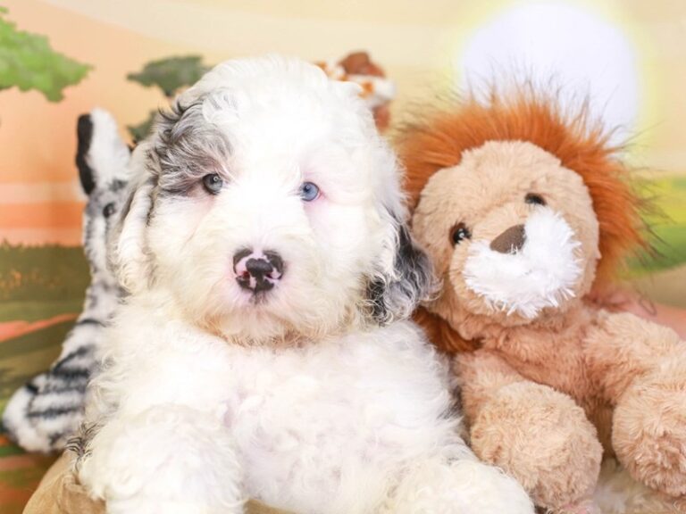 Mini Sheepadoodle