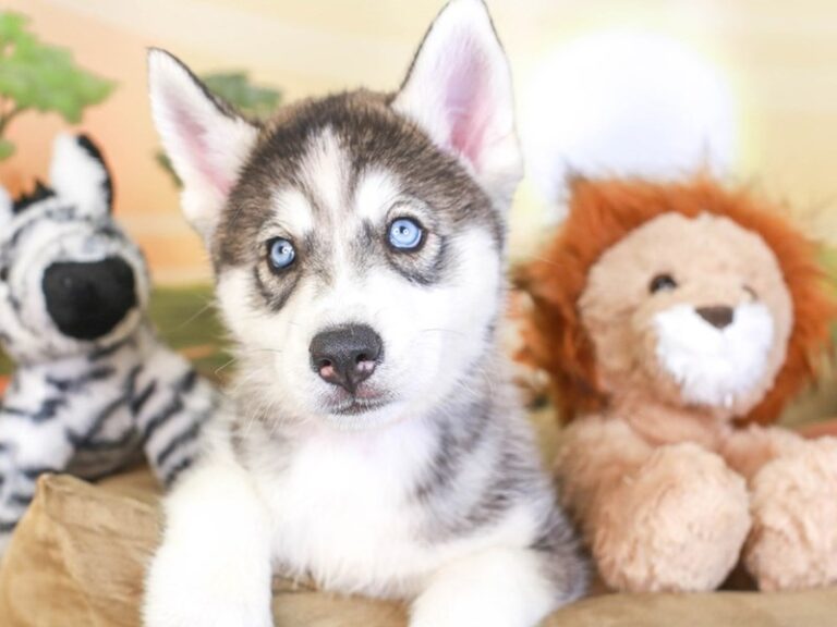 Siberian Husky