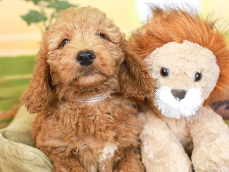 Mini Goldendoodle