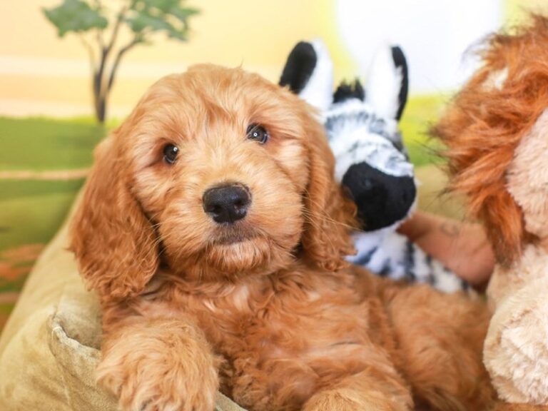 Mini Goldendoodle