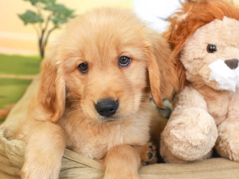 Golden Retriever