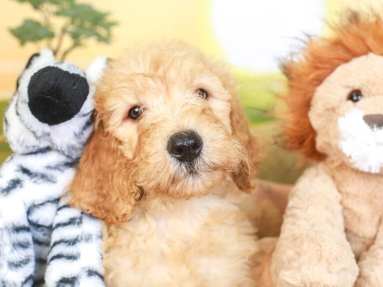Goldendoodle