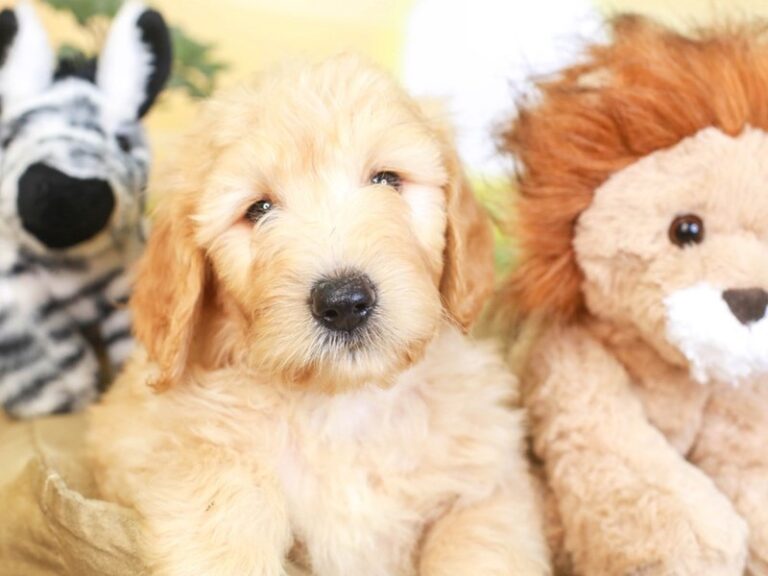 Goldendoodle