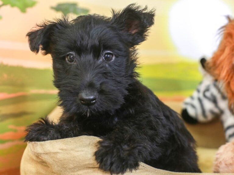 Scottish Terrier