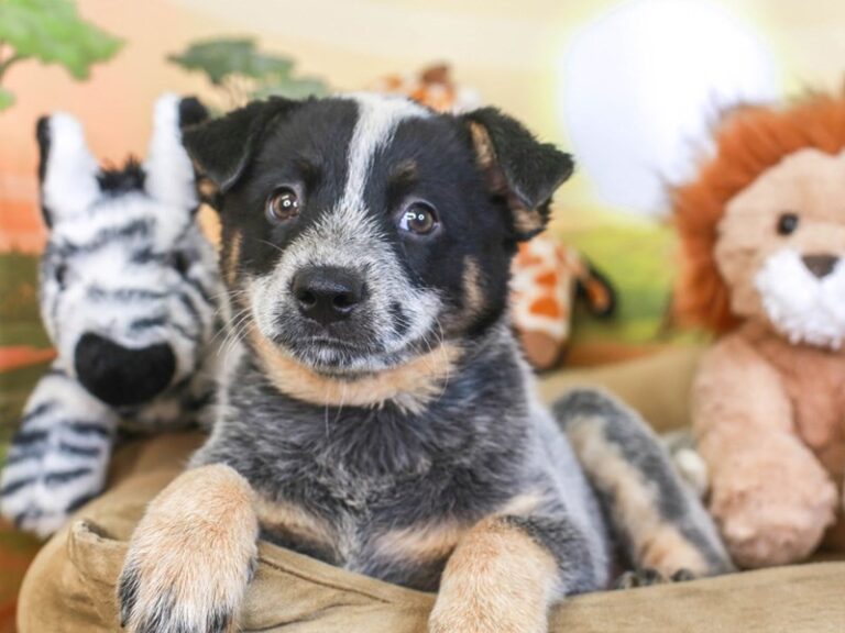 Blue Heeler