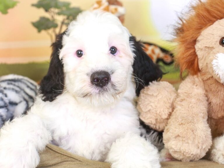 Mini Sheepadoodle