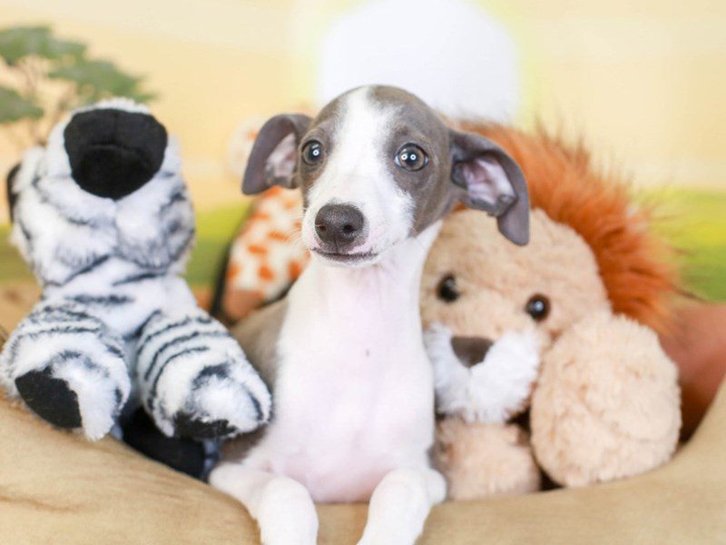 Blue fawn italian greyhound cheap